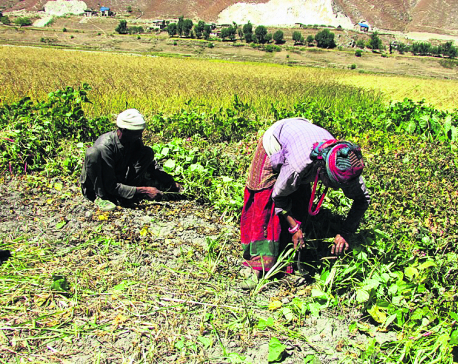 Roads bring prosperity to Jumla bean farmers
